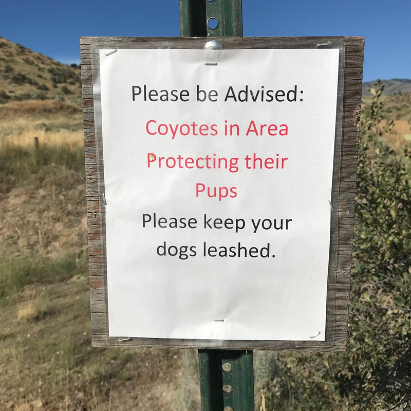 Sign: Please be Advised: Coyotes in Area Protecting their Pups / Please keep your dogs leashed