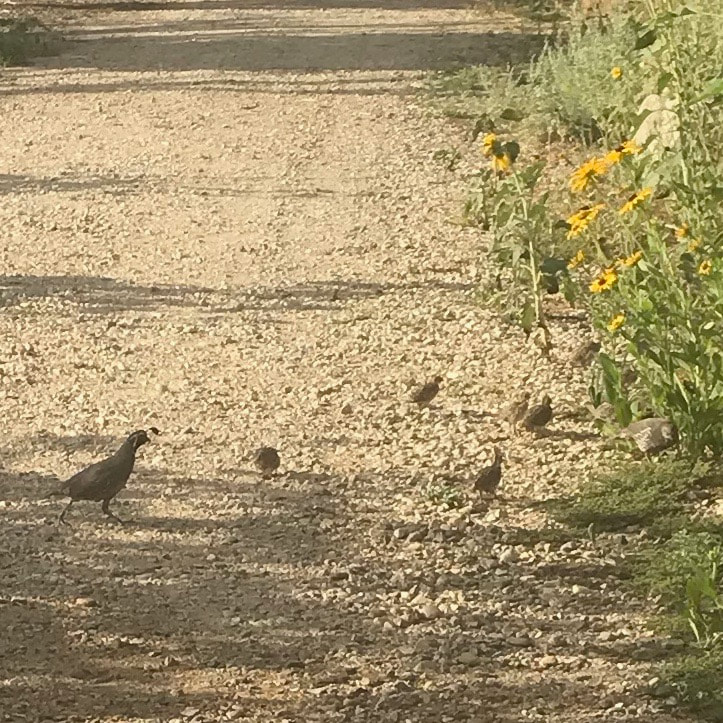 Adult quail and five or six baby quail.