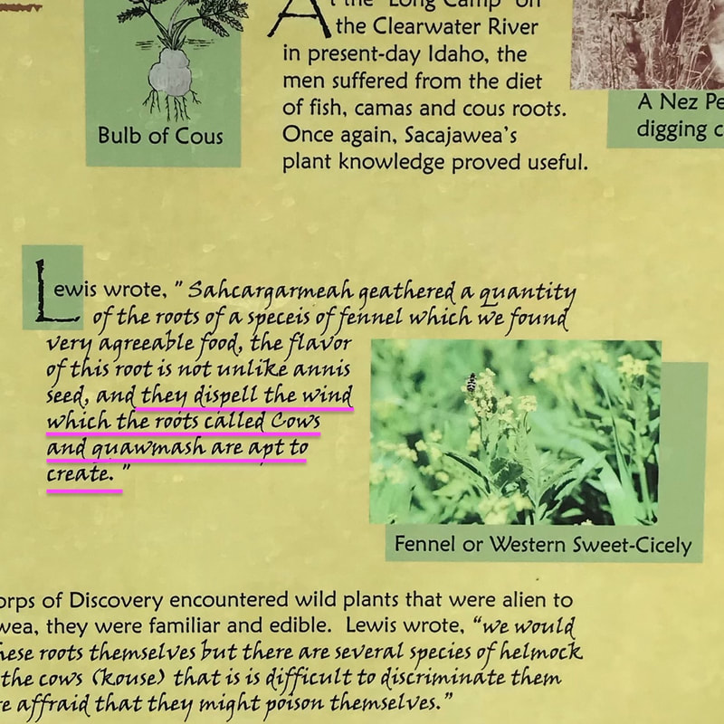 Didactic from Boise Botanical Gardens with an excerpt of Meriwether Lewis's writing about how Sacagawea showed him a fennel root that will "dispell the wind" caused by some other food.